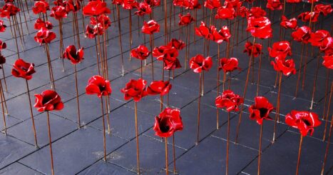 memorial of red poppies