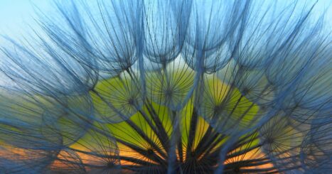 Close-up of a seeded dandelion