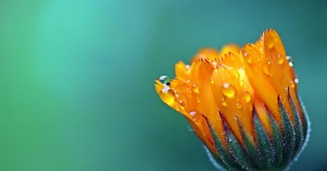 Orange flower covered in dew