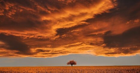 Lone tree in a field with storm clouds above