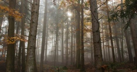 Middle of the forest during fall