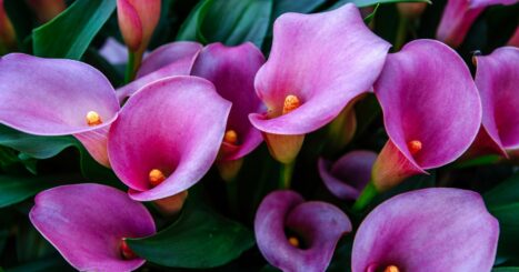 Purple calla lilies