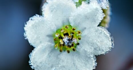 forget me not covered in frost