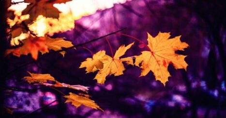 Maple leaf branch during fall