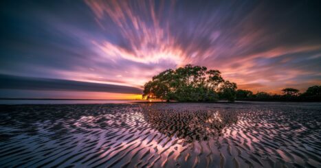 Trees on a beach at sundown