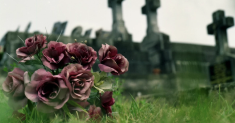 Roses in a cemetery with cross gravestones