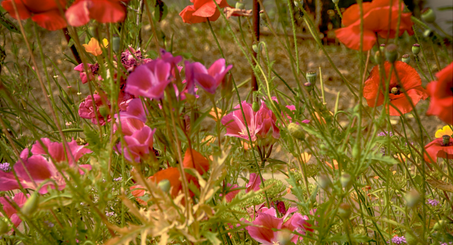 Poppies in a field