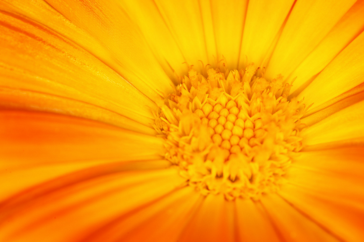 Close up of yellow flower