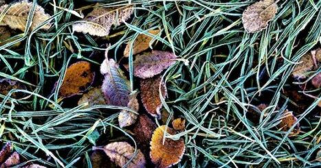 Laves and grass coated in frost