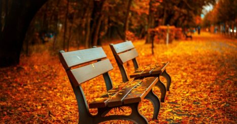 benches alongside a trail in fall