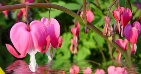 Bleeding heart flowers hang above calm water