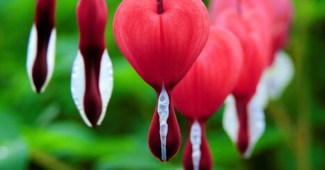 Bleeding hearts flowers