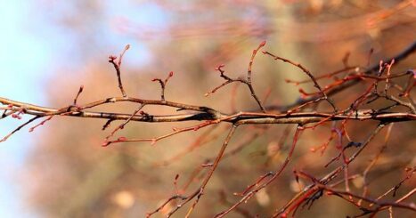 Budding tree branch