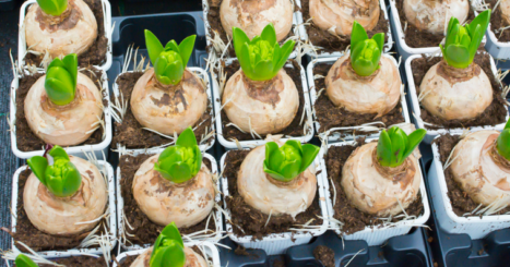 Budding bulbs in greenhouse