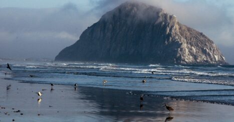 Birds stand in surf on foggy morning at California beach