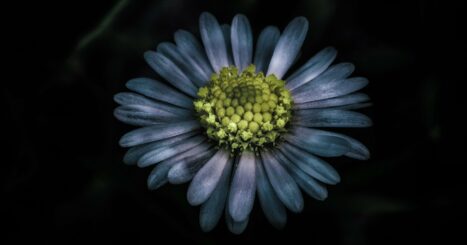 daisy floating in dark water