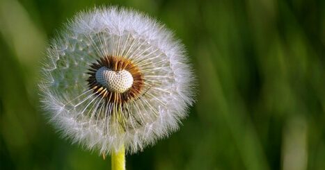 Seeded dandelion