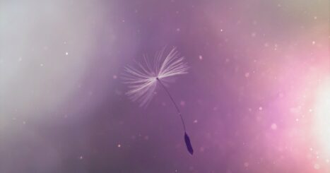 single dandelion seed floats in the air