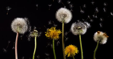 Dandelion seeds blow away