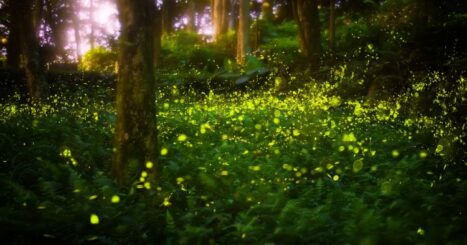 Fireflies in a forest