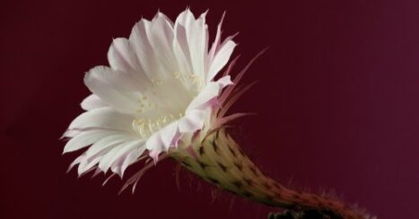 white flower