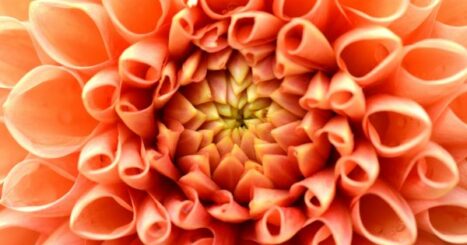 close-up of peach flower