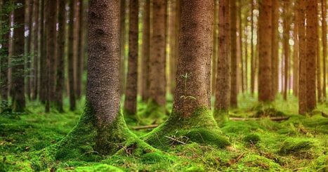 Mossy trees in a forest