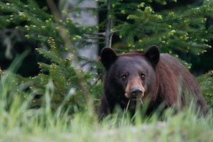 Black bear in grass