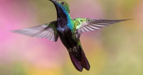 hummingbird