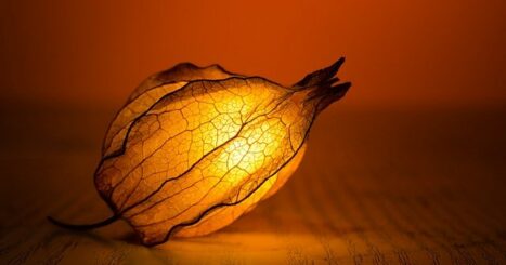 Illuminated leaf