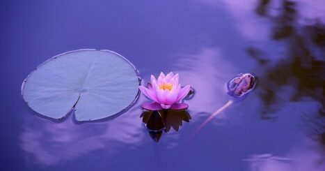 Lily and lilypad on still pond