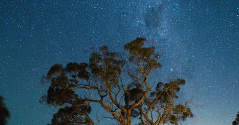 tree with stars illuminated behind