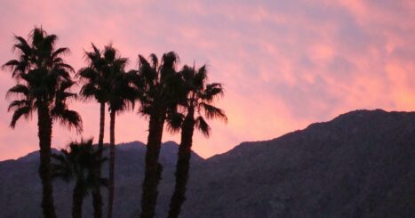 Palm trees at sunset