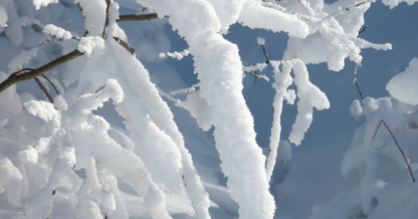 heavy snow coating branches