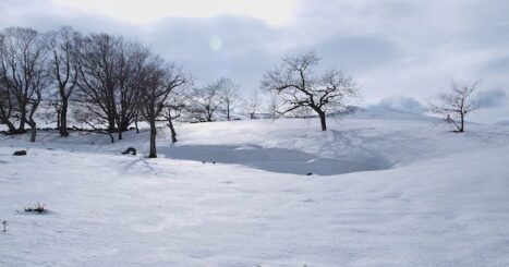 Bare trees in deep snow on a bright winter day