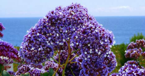 lilacs by the ocean