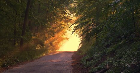 Dirt road through the woods