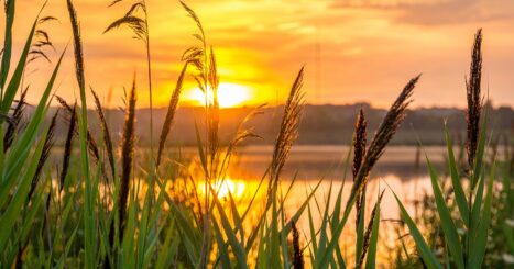 foxtails alongside quiet river at sunrise