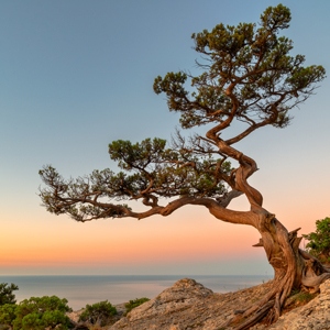 Tree on a cliffside overlooking the ocean at dusk