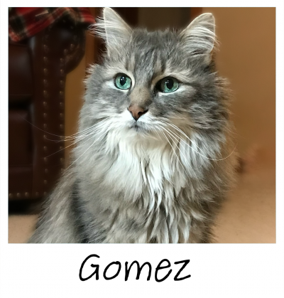 10.18.2022_TILLY_PROJECT_Gomez