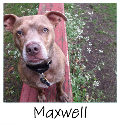 10.18.2022_TILLY_PROJECT_Maxwell