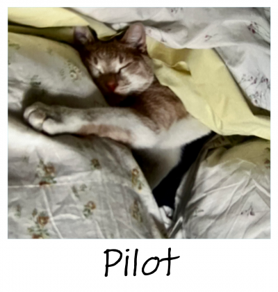 10.18.2022_TILLY_PROJECT_PILOT